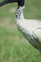 Australian white ibis