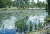 lily pond