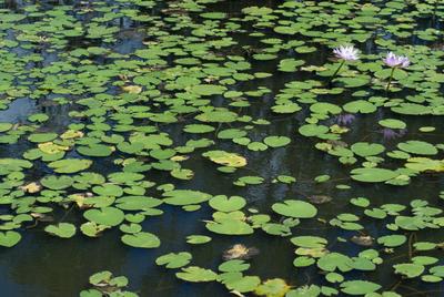 lilly pads