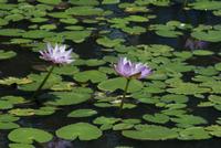 lily pond