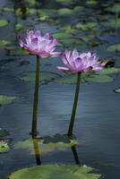 pink water lilies