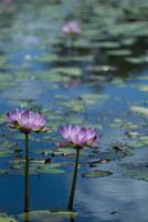 pink water lilies