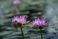 pink water lilies