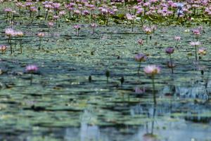 lily pond