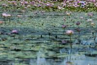 lily pond