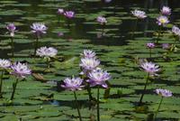 pink lilies