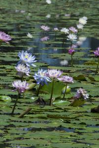 pink lilies