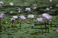 pink lilies