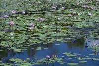 lily pond