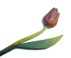 wooden tulip