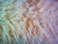 wool rug