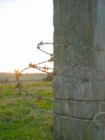 barbed wire