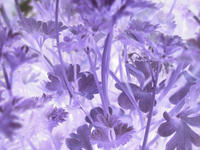 purple parsley