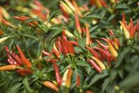 Thai Chilli Pepper Plant