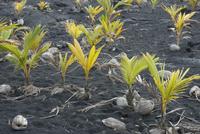 Coconut Plants