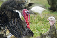 Domestic turkey