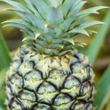Pineapple plantation