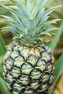 Pineapple plantation