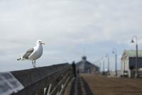 Imperial Beach Pier