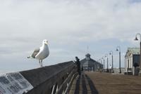 seagull imperial beach