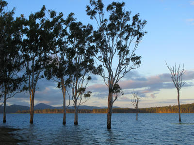 submerged trees
