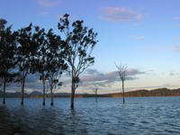 submerged trees