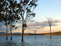 submerged trees