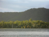 roosting cockatoos