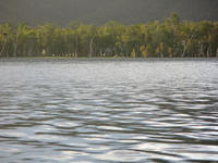 roosting cockatoos