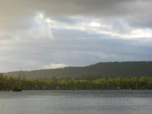 roosting cockatoos