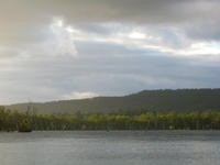 roosting cockatoos