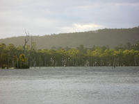 roosting cockatoos