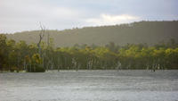 roosting cockatoos