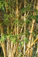bamboo cane