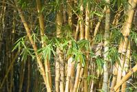 bamboo cane