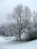 frozen tree