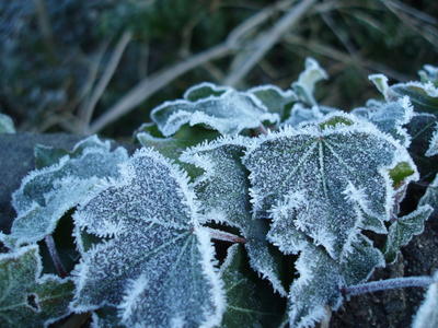 frost covered ivy