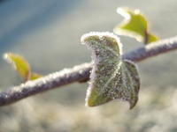 frosty ivy marco