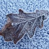 frozen oak leaf