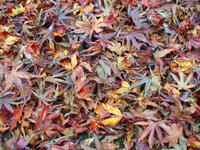 colourful autumn leaves