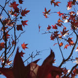 red autumn maple