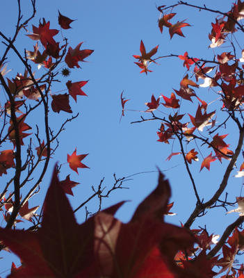 red autumn maple