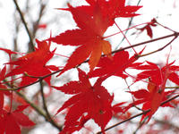 vivid autumn red