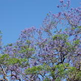 spring jacaranda blossoms