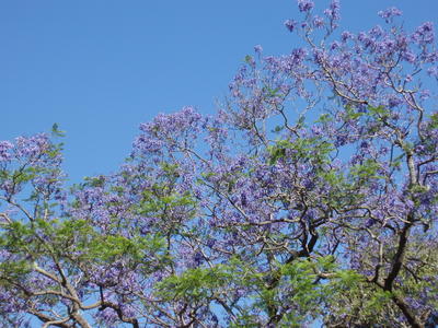 spring jacaranda blossoms