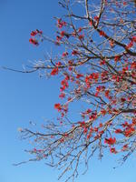 red blossom