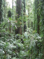subtropical rainforest