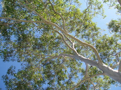 gum tree leaves