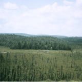 algonquin forest