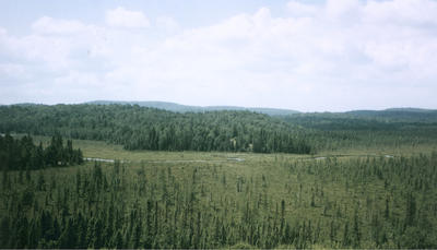 algonquin forest